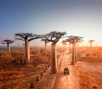 Allée-baobabs