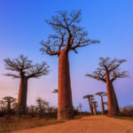 LOCATIONS-allee-baobab1-1-150x150