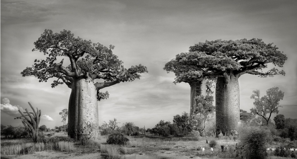 Une-exposition-en-ligne-et-un-livre-photo-sur-les-baobabs-de-Madagascar