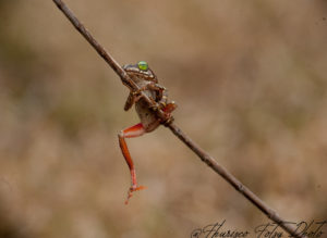 DSC_3881-300x219