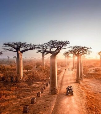 Allée-baobabs