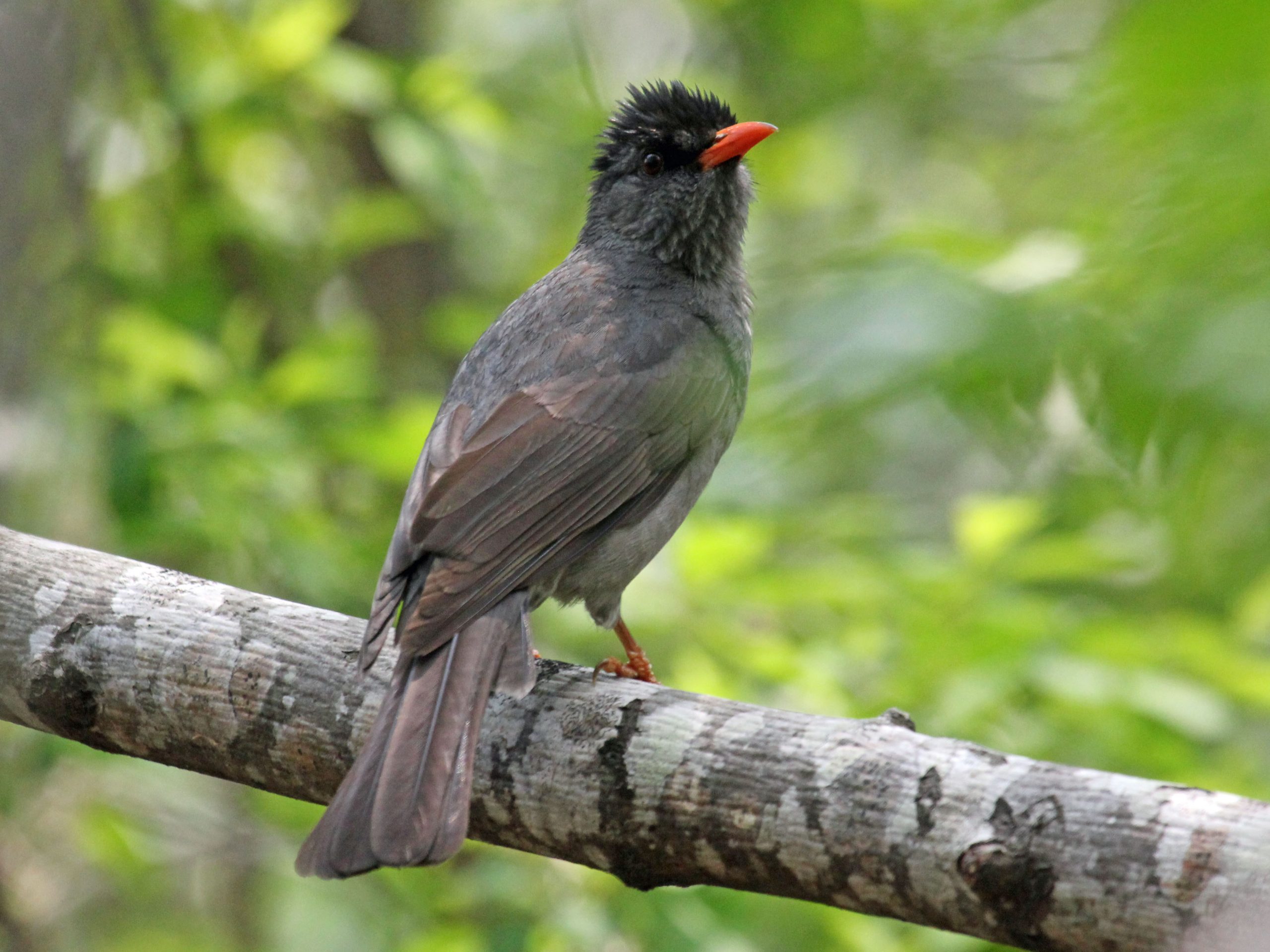 Le bulbul de madagascar : l’oiseau que l’on ne trouve que dans l’ouest de l’océan indien