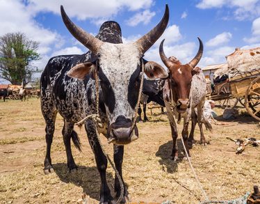 PF-zebu-charette-sud-madagascar