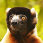 lemurs-indri-indri-150x150