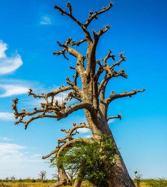 BLC-ATT-paysage-ouest-madagascar