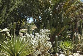 Arboretum Tuléar