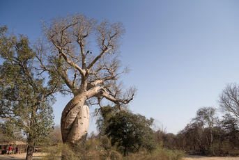 Baobab amoureux