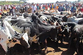 Marché de zébus Ambalavao