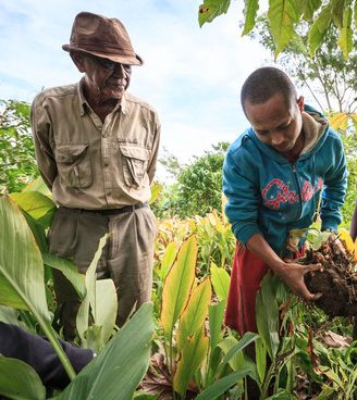 Plantation d'épices