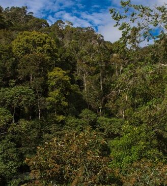 Forêt primaire d'Anjozorobe