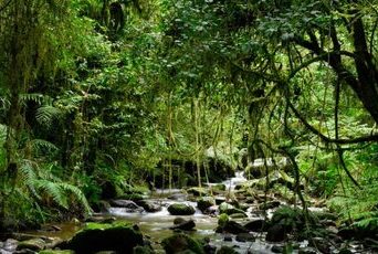 Parc national Ranomafana