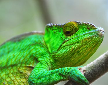 PF-caméléon-madagascar