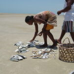 Poisson-plage