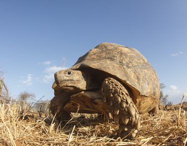 PF-tortue-sud-madagascar