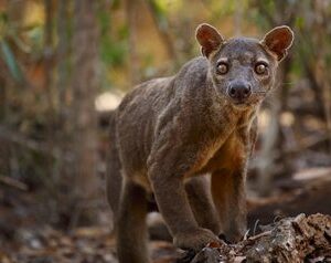 fosa de madagascar