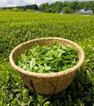 Plantation de thé Sahambavy