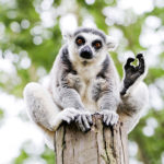 lemurien-lemur-catta-150x150