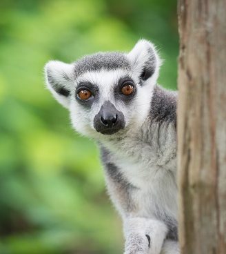 BLC-ATT-lemurien